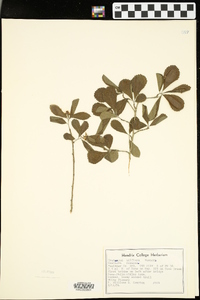 Crataegus uniflora image