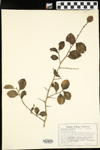 Crataegus uniflora image