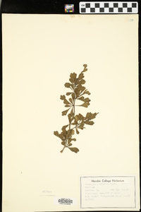 Crataegus spathulata image