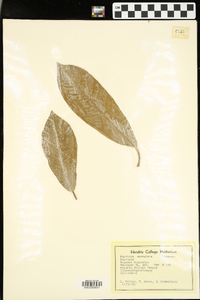 Photinia serrulata image