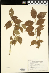 Prunus mexicana image