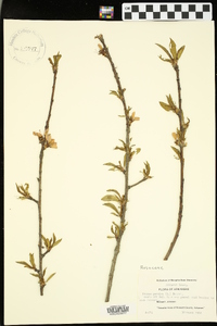 Prunus persica image