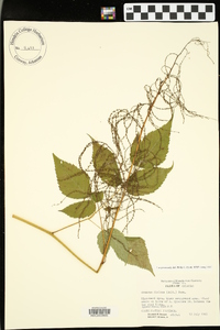 Aruncus dioicus image