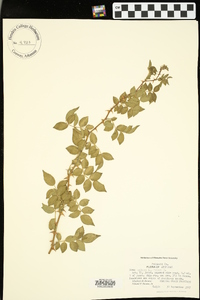 Rosa gallica image