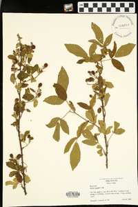 Rubus argutus image