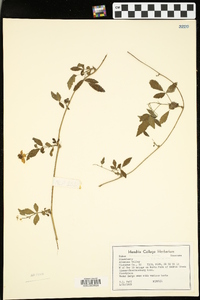 Rubus flagellaris image