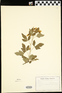 Rubus flagellaris image