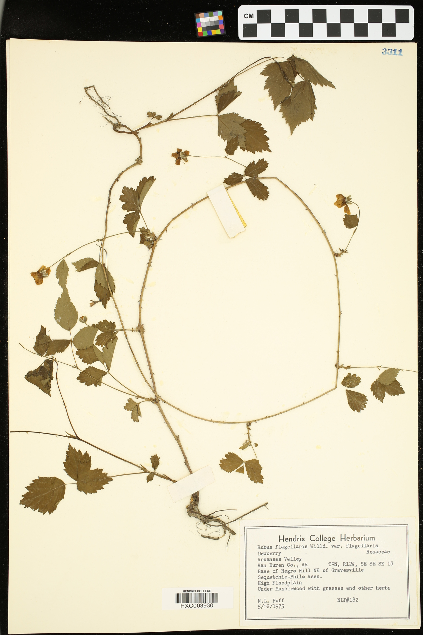 Rubus flagellaris var. flagellaris image
