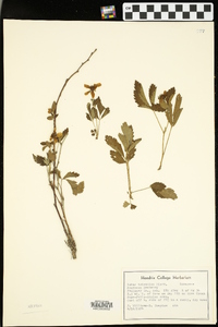 Rubus trivialis image