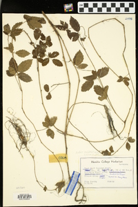 Rubus trivialis image