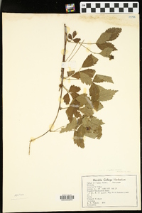 Rubus flagellaris image