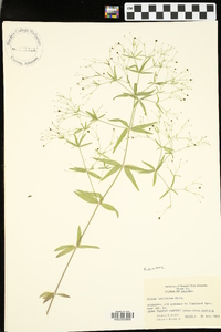 Galium latifolium image