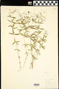 Galium arkansanum image