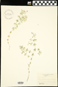 Galium parisiense image