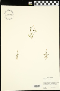 Houstonia pusilla image