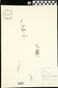 Hedyotis caerulea image