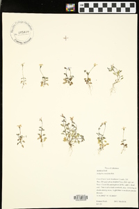 Houstonia pusilla image