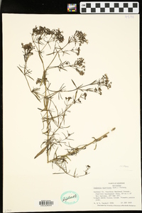 Stenaria nigricans image