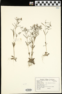 Houstonia longifolia image