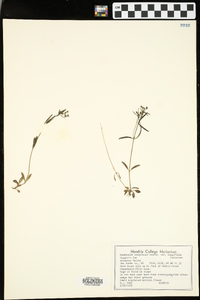 Houstonia longifolia image