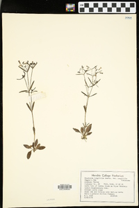 Houstonia longifolia image