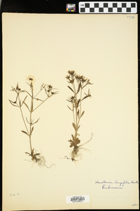 Houstonia longifolia image