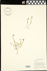 Sherardia arvensis image