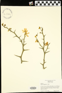 Poncirus trifoliata image