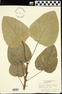 Populus heterophylla image