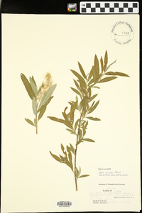 Salix sericea image