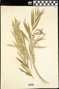 Salix caroliniana image