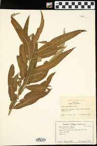 Salix caroliniana image