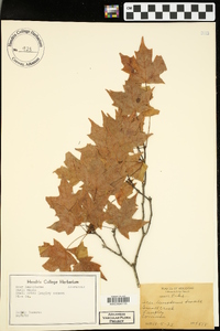 Acer leucoderme image