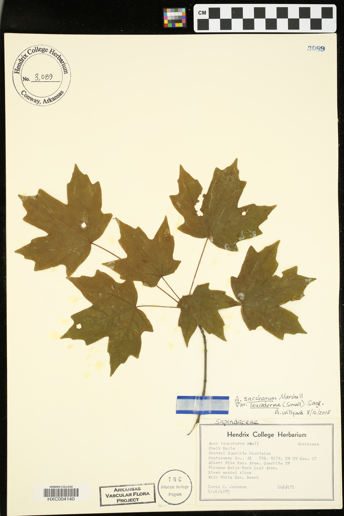 Acer saccharum var. leucoderme image