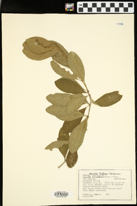 Sideroxylon lanuginosum image