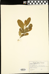 Sideroxylon lanuginosum image