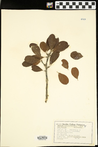 Sideroxylon lanuginosum image