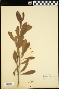 Sideroxylon lycioides image