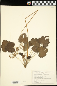 Heuchera americana image