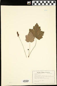 Heuchera americana image