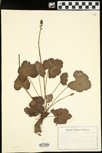 Heuchera americana image