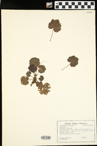 Heuchera americana image