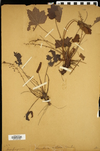 Heuchera villosa image