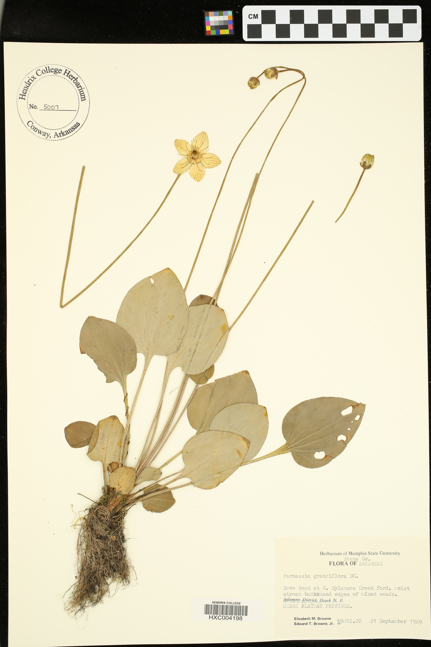 Parnassia grandiflora image