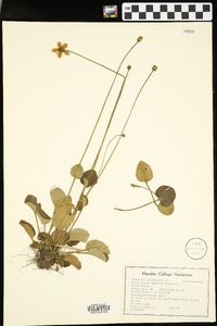 Parnassia grandifolia image