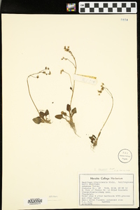 Saxifraga palmeri image