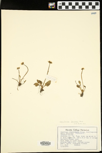 Saxifraga palmeri image