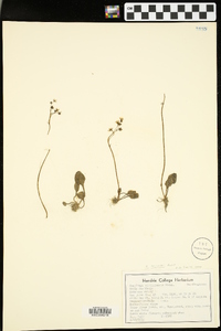 Saxifraga palmeri image