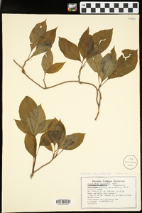 Schisandra glabra image