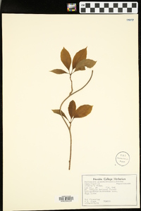 Schisandra glabra image